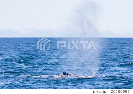 Blowout of a large Sperm Whale near Iceland 26500992