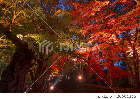 紅葉　もみじ回廊　河口湖 26501355