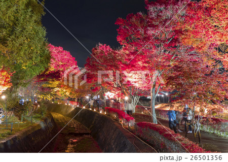 紅葉 もみじ回廊 河口湖 紅葉 もみじ回廊 河口湖 26501356