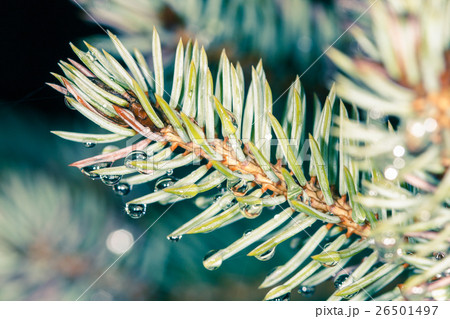 wet spruce branch 26501497