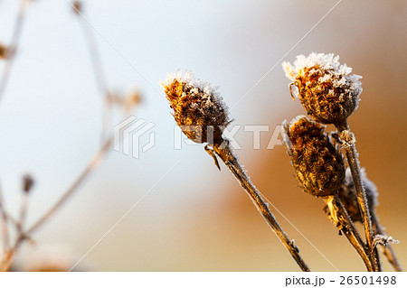 frozen meadow wild grass seeds 26501498