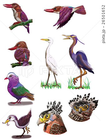 西表島と石垣島の鳥イラストのイラスト素材