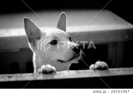 見つめる犬 26501967