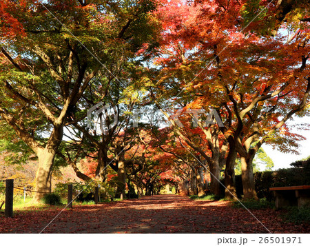 小石川植物園のイロハモミジの紅葉 11月 東京都文京区の写真素材