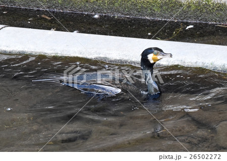 東京都三鷹市の野鳥。仙川を潜水しながら移動するカワウ 東京都三鷹市の野鳥。仙川を潜水しながら移動するカワウ 26502272