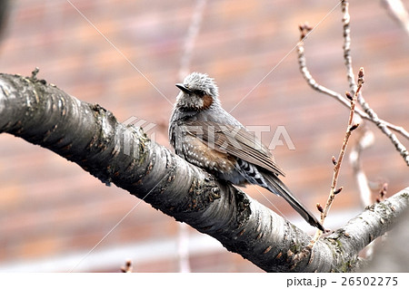 東京都三鷹市の野鳥。ヒヨドリと桜の木 26502275