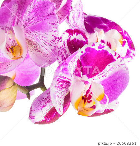 purple and white stripped flower orchid purple and white stripped flower orchid 26503261