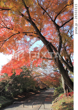 京都 秋の鷺森神社 京都 秋の鷺森神社 26503315