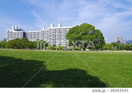 中央公園の一本の樹 26503341