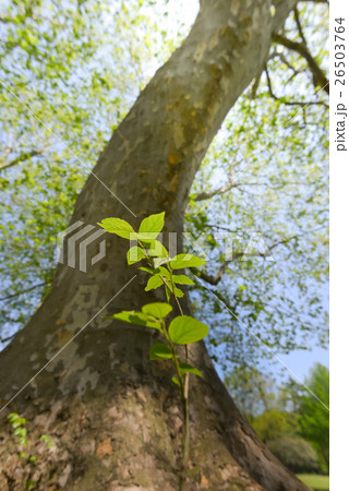小さい木 26503764