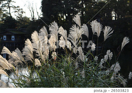 兼六園 庭園 兼六園 庭園 26503823
