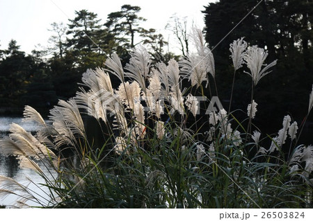 兼六園 庭園 兼六園 庭園 26503824