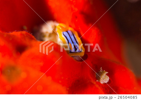 コールマンウミウシ コールマンウミウシ 26504085