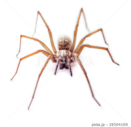 Spider isolated 26504109