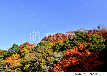 奈良県 吉野山の紅葉の写真素材