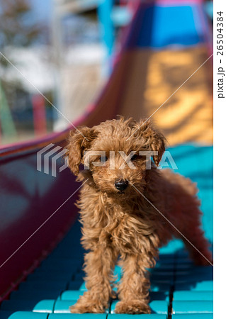 トイプードル 仔犬 26504384
