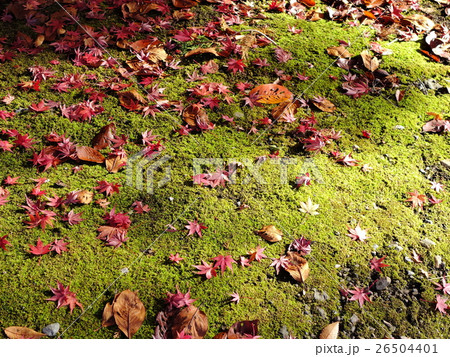 尾曳稲荷神社の紅葉 尾曳稲荷神社の紅葉 26504401