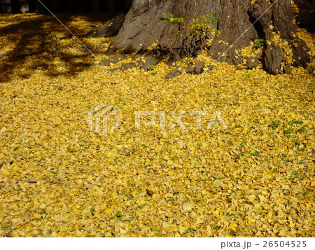鑁阿寺(ばんなじ)の紅葉 鑁阿寺(ばんなじ)の紅葉 26504525