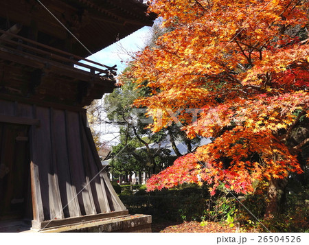 鑁阿寺(ばんなじ)の紅葉 鑁阿寺(ばんなじ)の紅葉 26504526