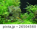 アクアリウム 26504560