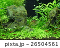 アクアリウム 26504561
