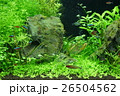 アクアリウム 26504562