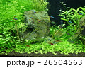 アクアリウム 26504563