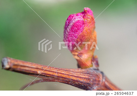 Spring buds 26504637