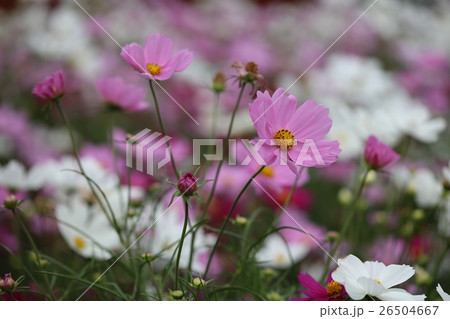 川口グリーンセンターの秋桜 川口グリーンセンターの秋桜 26504667