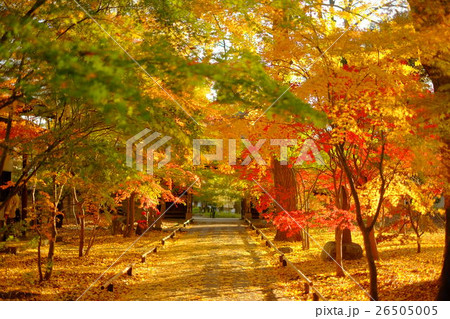 九品仏の秋 九品仏の秋 26505005