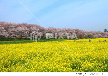 満開の権現堂桜堤と菜の花 満開の権現堂桜堤と菜の花 26505040