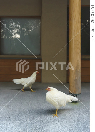 神鶏 年賀状素材 伊勢神宮 の写真素材