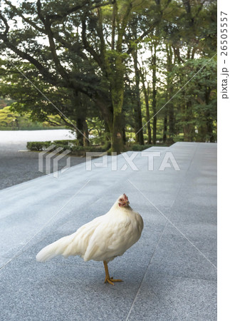 神鶏 年賀状素材 伊勢神宮 の写真素材