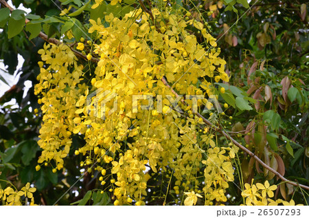 flower flower 26507293