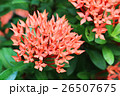 ixora red flowers in green park 26507675