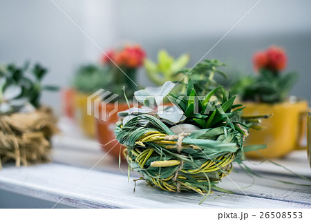 Miniature succulent plants Miniature succulent plants 26508553