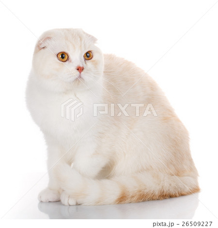 British Shorthair cat portrait on white British Shorthair cat portrait on white 26509227
