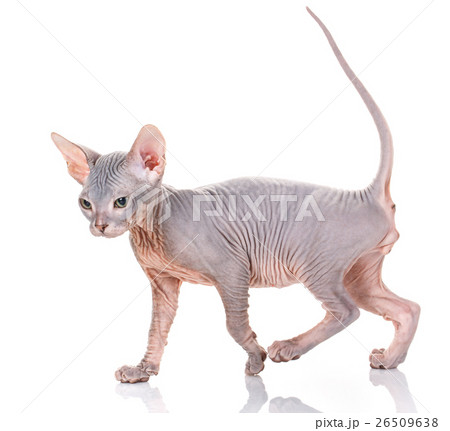 Bald Cat sphinx 26509638