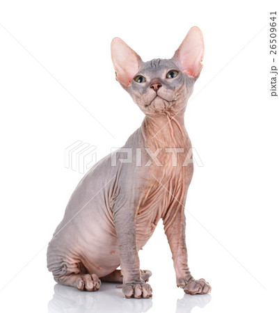 Sphynx cat siting on a white background, looking 26509641