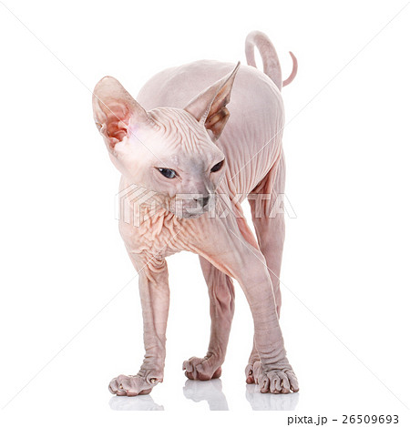 Sphynx kitten on white background Sphynx kitten on white background 26509693