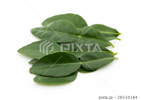 カフィア・ライムの葉：Kaffir lime leaf 26510184