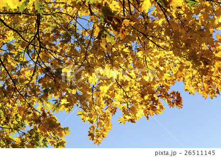 Maple Park in autumn 26511145