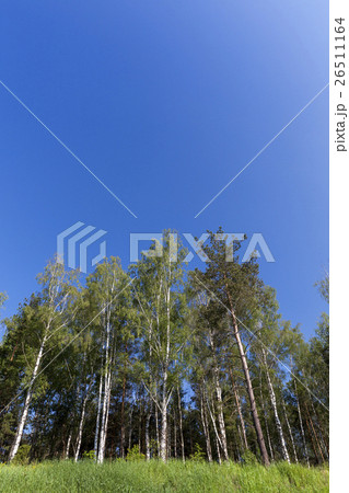 pine trees in the forest pine trees in the forest 26511164