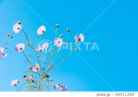 コスモス コスモス 26511204