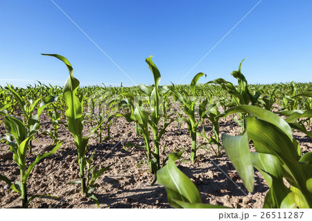 Field of green corn Field of green corn 26511287