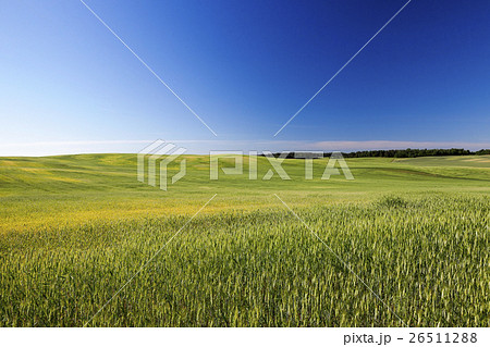 Field with cereal Field with cereal 26511288