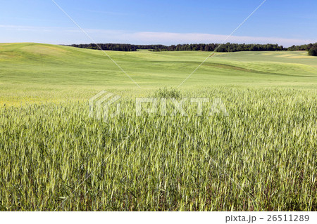 Field with cereal Field with cereal 26511289