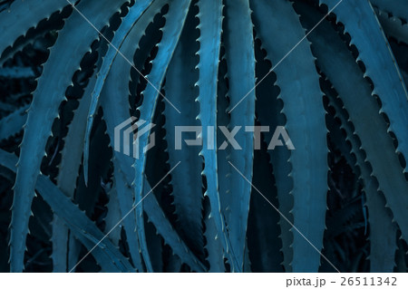 アロエの葉 26511342