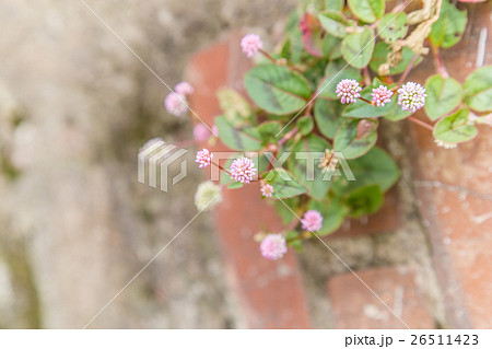 ポリゴナム ポリゴナム 26511423