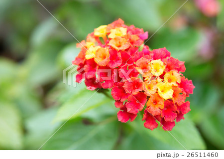 ランタナ 26511460